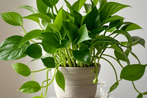 家居绿植选择指南：照着买不出错